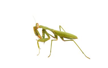 dişi peygamberdevesi