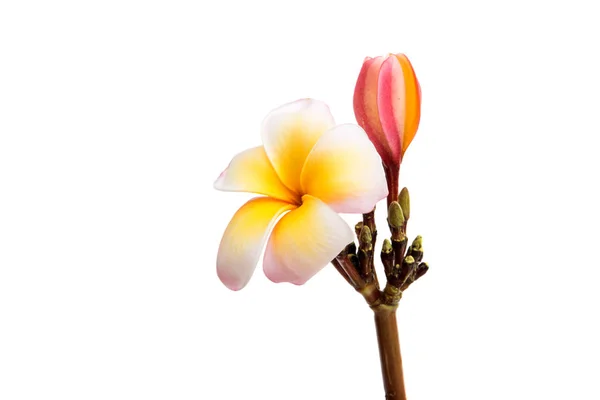 Fleur frangipanique tropicale — Photo
