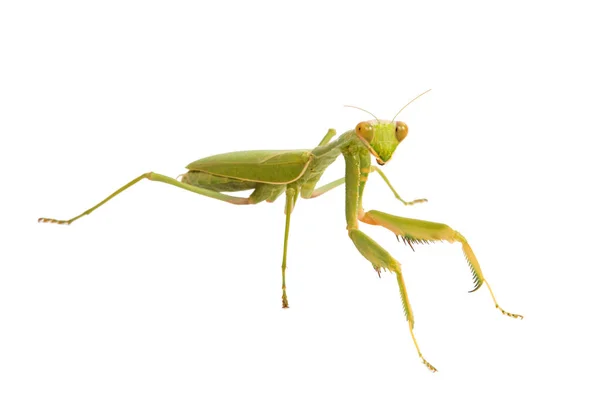 Mantis religiosa femenina — Foto de Stock