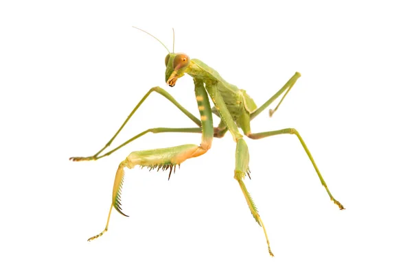 Female Praying Mantis — Stock Photo, Image