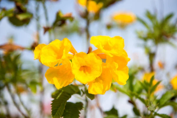 Amarelo Tecoma flores — Fotografia de Stock