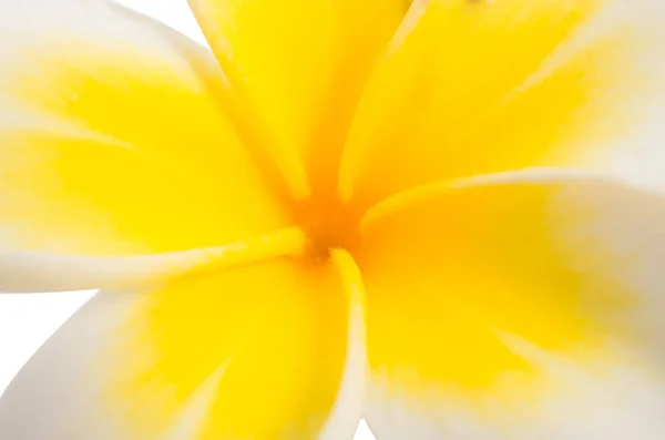 Tropikal frangipani çiçek yakın çekim — Stok fotoğraf