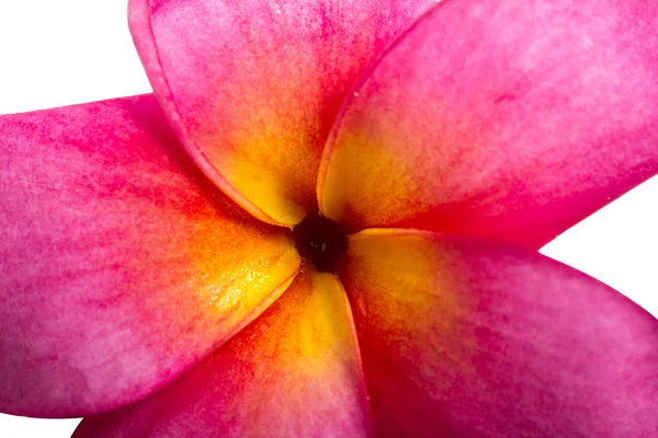 Flor de frangipani tropical close-up — Fotografia de Stock