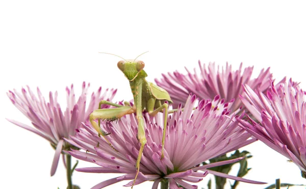 Mantis em uma flor — Fotografia de Stock