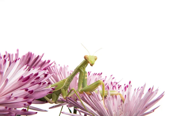 Mantis em uma flor — Fotografia de Stock