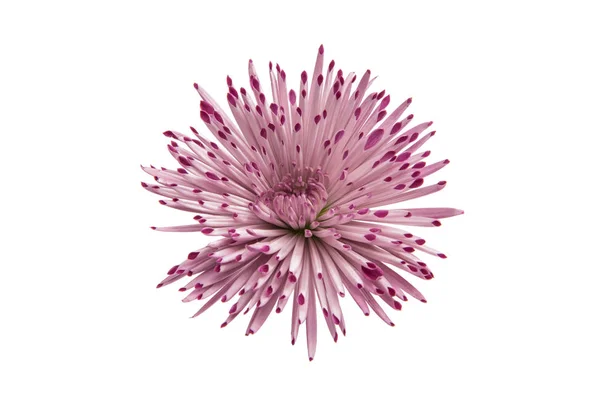 Chrysanthème violet isolé — Photo