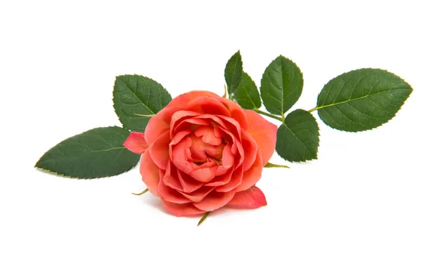 Красивий маленький Роуз — стокове фото