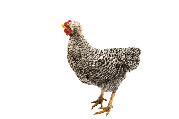 Joven polla agricultura —  Fotos de Stock