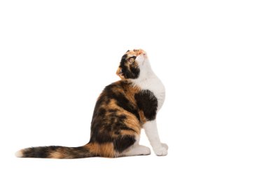 İskoç kedi yavrusu 