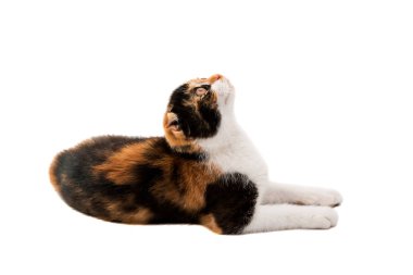 İskoç kedi yavrusu 