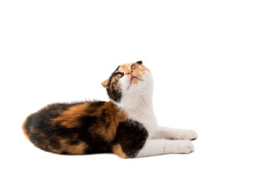 İskoç kedi yavrusu 