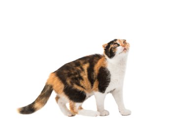 İskoç kedi yavrusu 