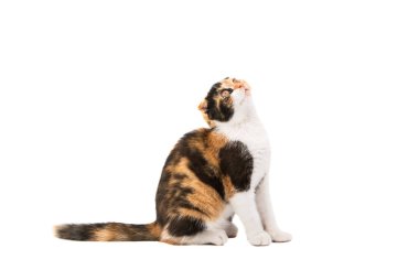 İskoç kedi yavrusu 