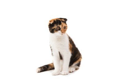 İskoç kedi yavrusu 