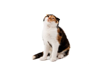 İskoç kedi yavrusu 