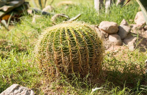 Kolczasty Kaktus rośnie w tropikach — Zdjęcie stockowe