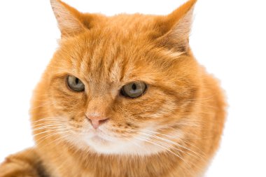 güzel kırmızı kedi 