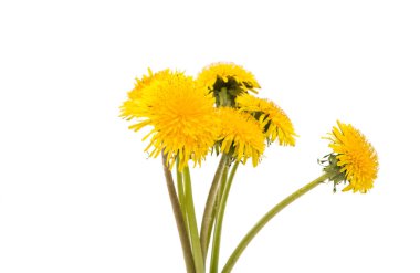 Sarı karahindiba çiçeği 