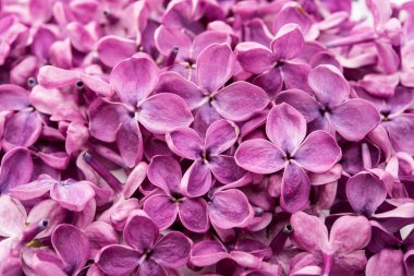 Eflatun çiçekler çok güzel 