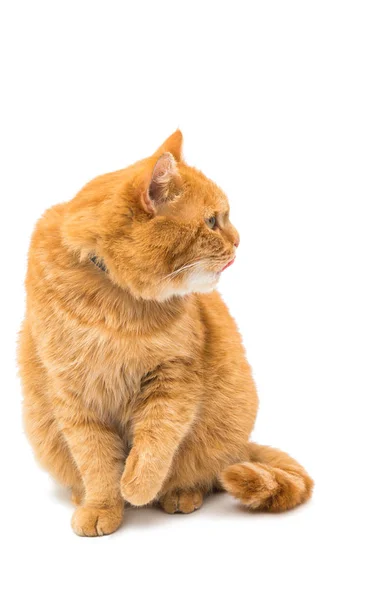 Hermoso gato rojo — Foto de Stock