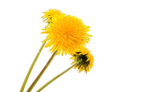 Fiore di tarassaco giallo — Foto Stock