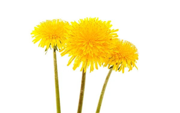 Yellow dandelion flower — Stock Photo, Image
