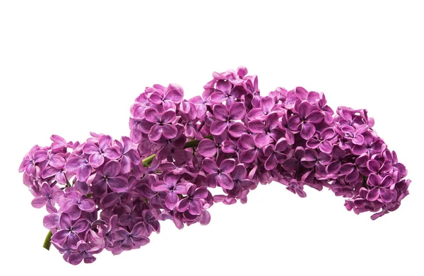 Beautiful lilac flowers — Stock Photo, Image