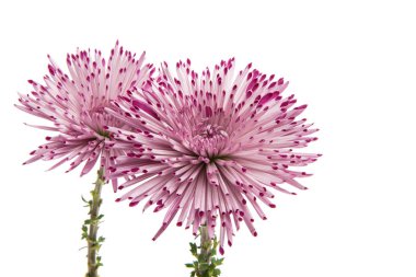 fioletowy chryzantemy na białym tle 