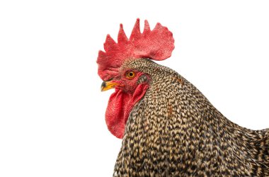 horoz üzerinde beyaz izole. 