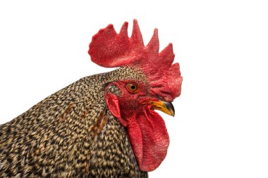 horoz üzerinde beyaz izole. 