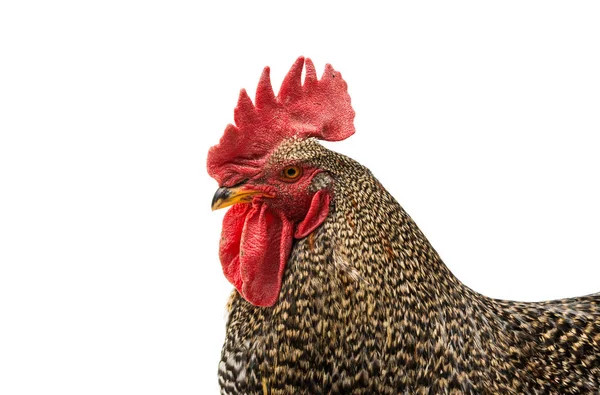 Gallo aislado en blanco . — Foto de Stock