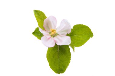 izole elma çiçekler 