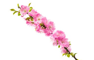 hassas sakura çiçekler