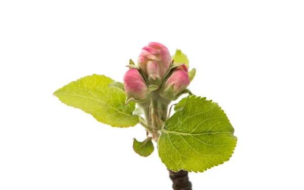 Apple flowers isolated — Stock Photo, Image