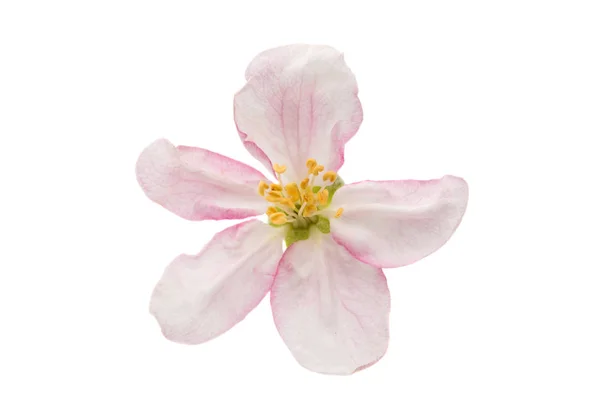 애플 꽃 절연 — 스톡 사진