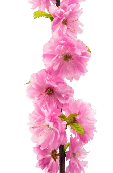 Delicate sakura flowers — Stock Photo, Image