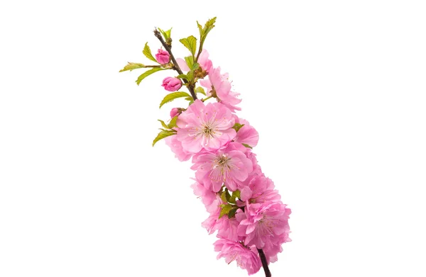 Delikátní sakura květiny — Stock fotografie