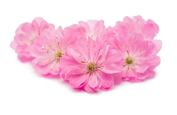 Delicate sakura flowers — Stock Photo, Image