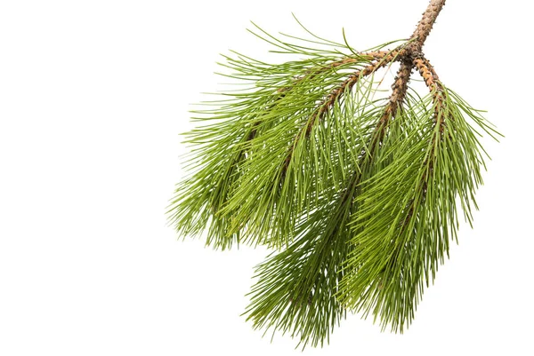 Green pine branch — Stock Photo, Image