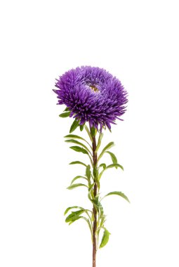 izole Aster bir buket 