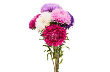 izole Aster bir buket 