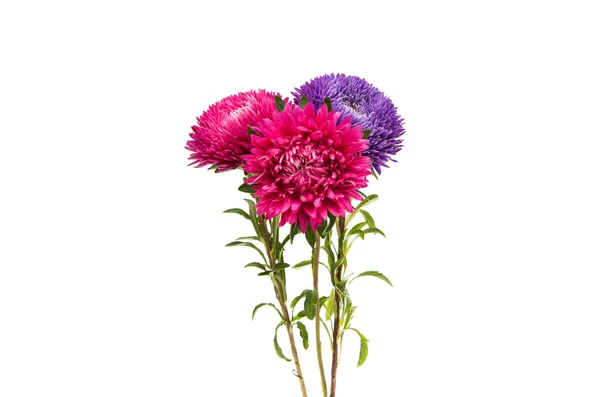 A bouquet of asters isolated — Stock Photo, Image