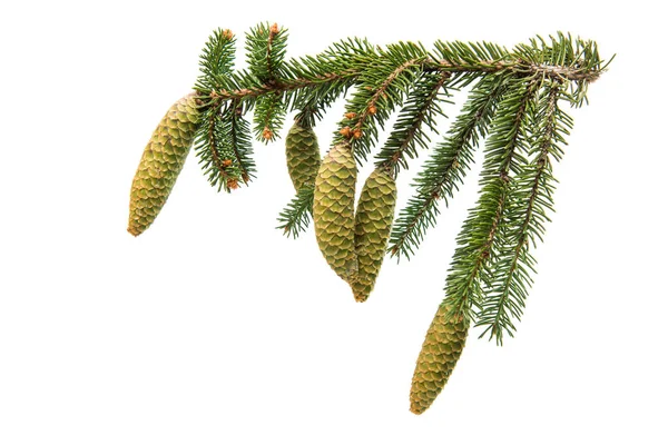 Spruce branch with cones — Stock Photo, Image