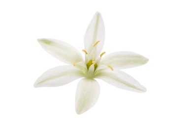 güzel beyaz çiçekler 