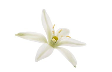 güzel beyaz çiçekler 