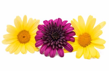 İzole Osteosperumum çiçek papatya 