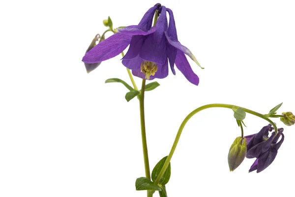 Aquilegia Blume isoliert — Stockfoto