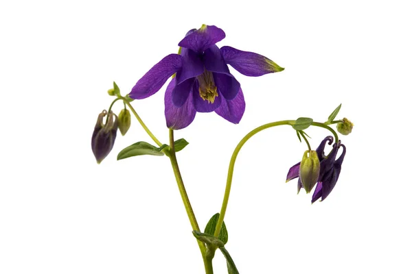 Aquilegia Blume isoliert — Stockfoto