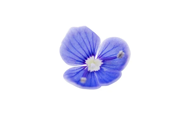 蓝色小花 — 图库照片