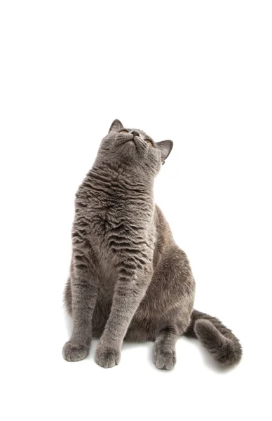 Linda doméstica cinza ou azul britânico de cabelo curto gato com grito — Fotografia de Stock